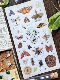 Image 1 of Entomology Cabinet of curiosities Sticker Sheet 