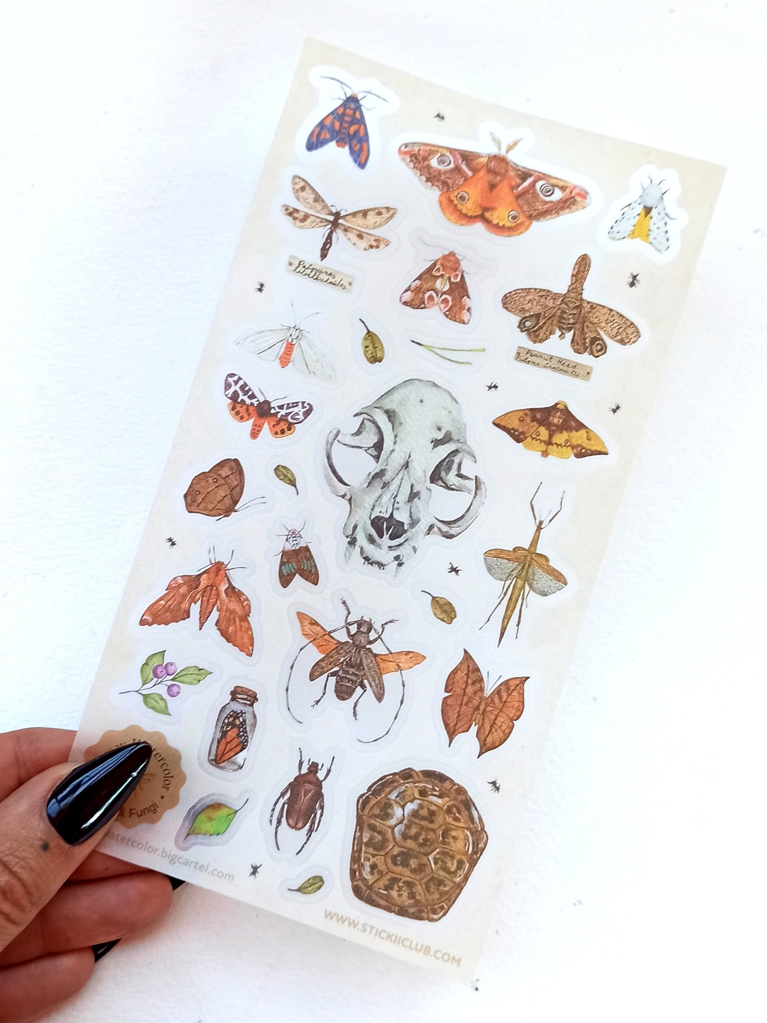 Image of Entomology Cabinet of curiosities Sticker Sheet 