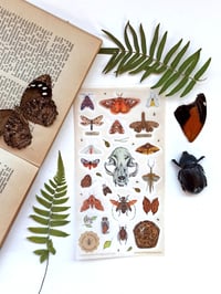 Image 2 of Entomology Cabinet of curiosities Sticker Sheet 