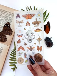 Image 4 of Entomology Cabinet of curiosities Sticker Sheet 