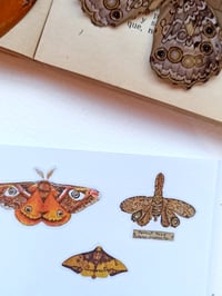 Image 5 of Entomology Cabinet of curiosities Sticker Sheet 