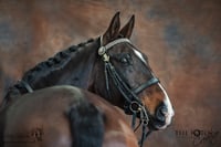 Fine Art Equine Portrait Photography Masterclass