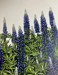 Image 3 of Lupins (blue)