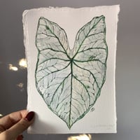 Image 2 of Caladium 'White Christmas' Original Artwork