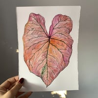 Image 2 of Caladium 'Spring Fling' Original Artwork