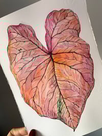Image 3 of Caladium 'Spring Fling' Original Artwork
