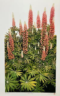 Image 3 of Lupins (Orange)