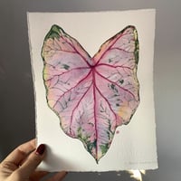 Image 2 of Caladium 'Fannie Munson' Original Artwork