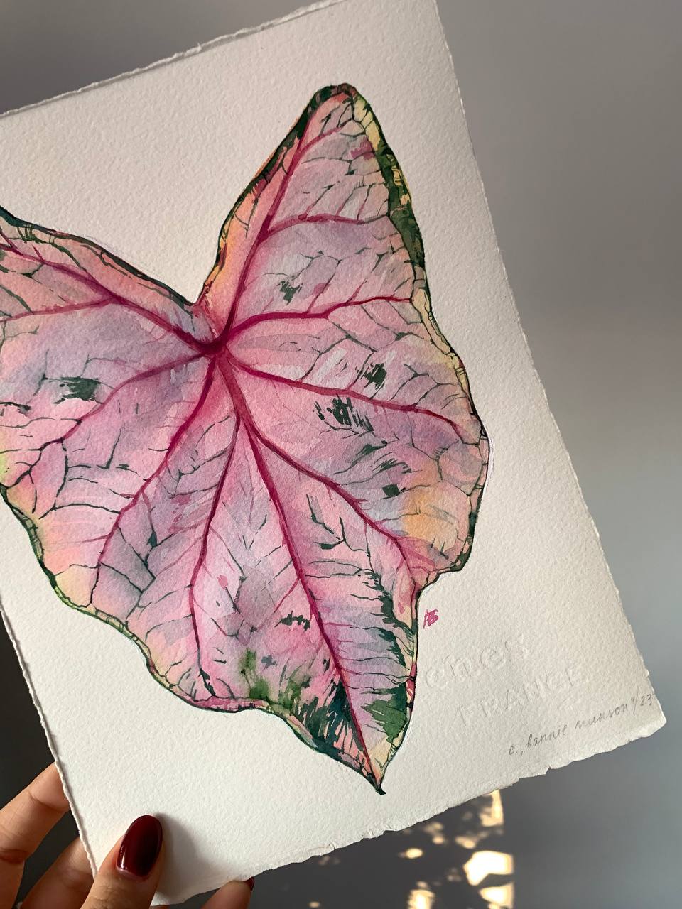 Caladium 'Fannie Munson' Original Artwork | arineillustrations