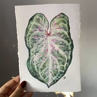 Image 2 of Caladium 'Candyland' Original Artwork