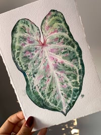 Image 3 of Caladium 'Candyland' Original Artwork
