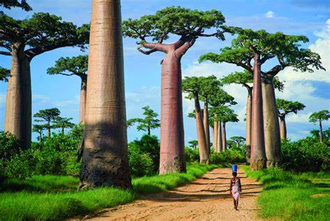 Image of 7 Day Educational Tour to Madagascar