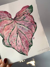 Image 3 of Caladium 'Pink Symphony' Original Artwork
