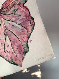 Image 5 of Caladium 'Pink Symphony' Original Artwork