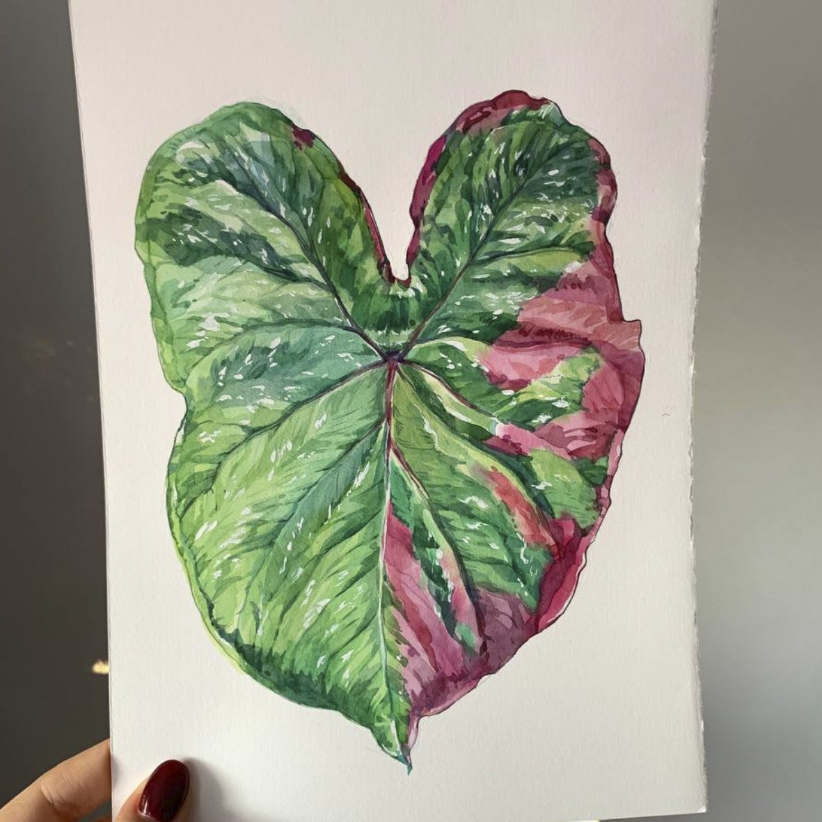 Caladium Baret Original Artwork | arineillustrations