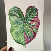 Image 2 of  Caladium Baret Original Artwork