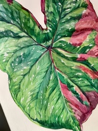 Image 4 of  Caladium Baret Original Artwork