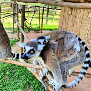 Image of 7 Day Educational Tour to Madagascar