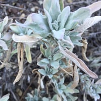 Image 4 of Big Sur Bath Salts