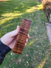 Image 1 of Tasmanian Blackwood 6