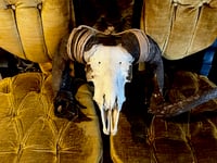 Image 2 of Ram Skull