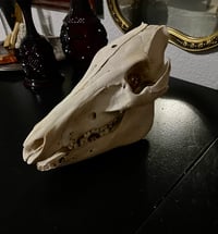 Image 1 of Feral Pig Skull
