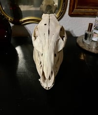 Image 2 of Feral Pig Skull