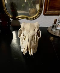 Image 1 of Deer Skull