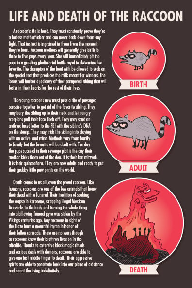 How to Befriend a Raccoon - Humor Comic Book