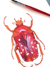 Image 3 of Stephanorrhina Adelpha Original Artwork 