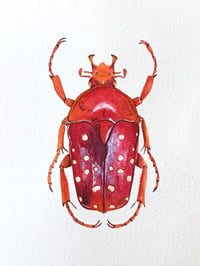 Image 4 of Stephanorrhina Adelpha Original Artwork 