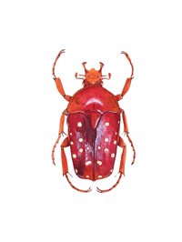 Image 6 of Stephanorrhina Adelpha Watercolor Illustration PRINT 