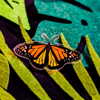 Monarch Butterfly - Little Critters Acrylic Pin
