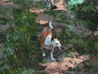 Image 3 of Un paseo por el bosque /  A walk in the woods