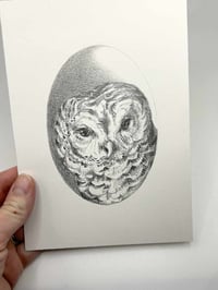 Image 3 of Strix varia – Barred Owl graphite drawing