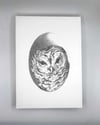 Strix varia – Barred Owl graphite drawing