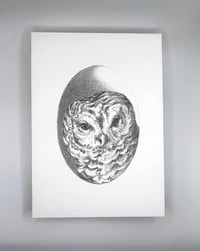 Image 1 of Strix varia – Barred Owl graphite drawing