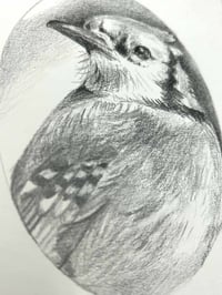 Image 5 of Cyanocitta cristata – Blue jay graphite drawing