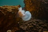 Hooded Nudibranch 