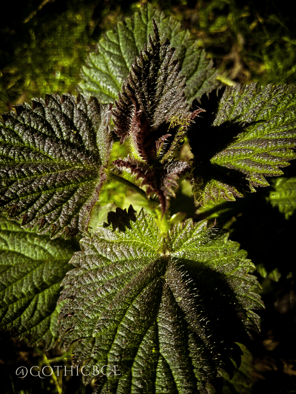 Nettle Tincture 2oz.