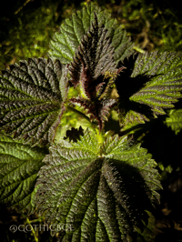 Image 2 of Nettle Tincture 2oz.