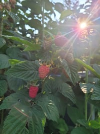 Image 2 of Raspberry Leaf 0.5oz