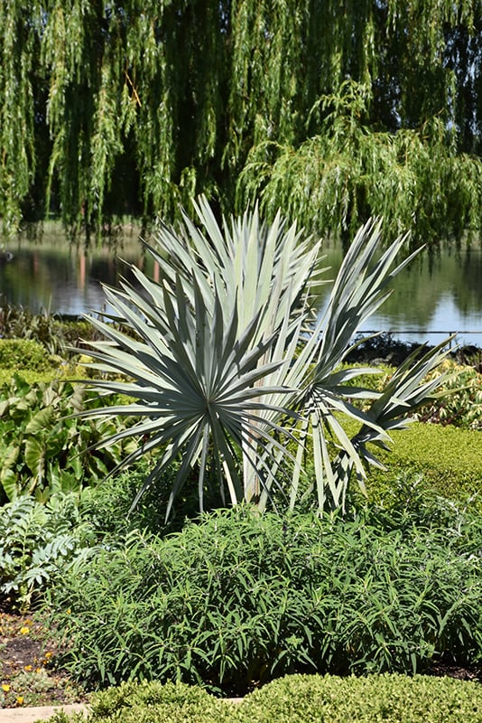 Image of RARE Bismarckia Nobilis 10 Seeds Silver Bismark Palm Tree 