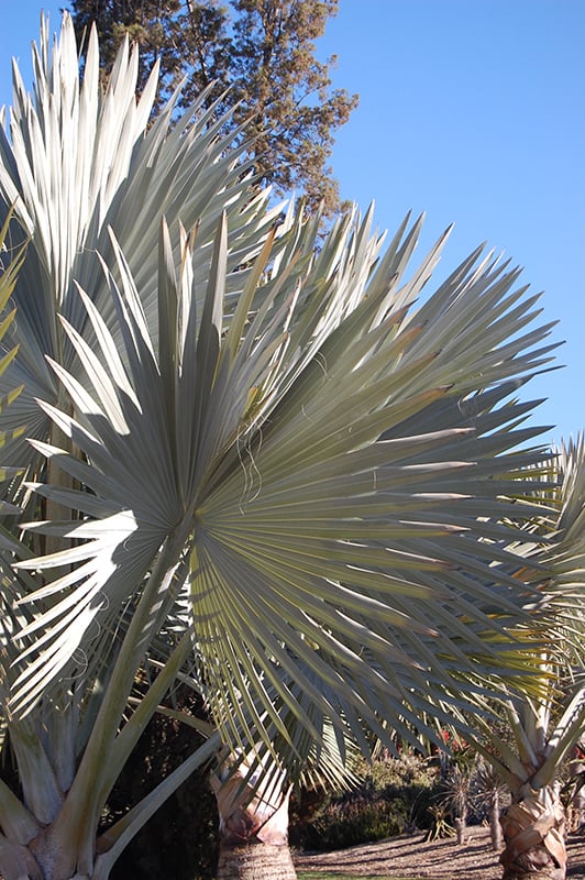 Image of RARE Bismarckia Nobilis 10 Seeds Silver Bismark Palm Tree 