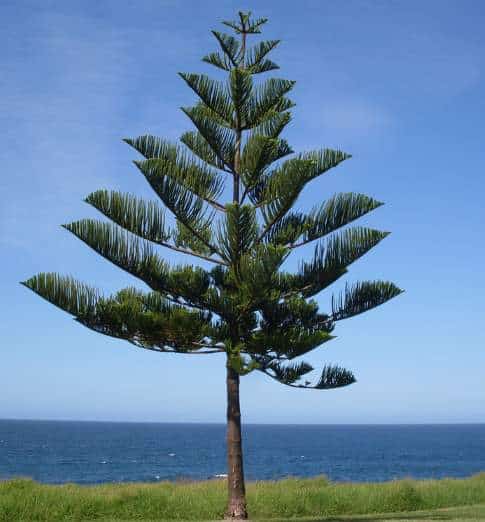 Image of Living Christmas Tree. 10 Araucaria Norfolk Island Pine Seeds. Hardy long-lived