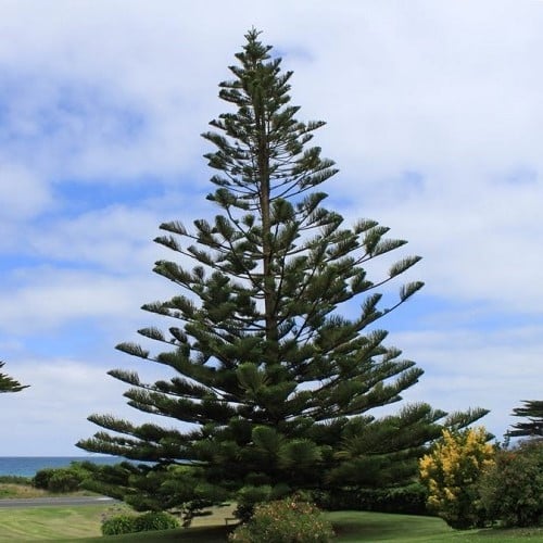 Image of Living Christmas Tree. 10 Araucaria Norfolk Island Pine Seeds. Hardy long-lived