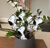 Plant Buddy Made-to-Order