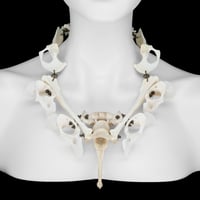 Image 1 of "Vanni" Dog Bone Necklace
