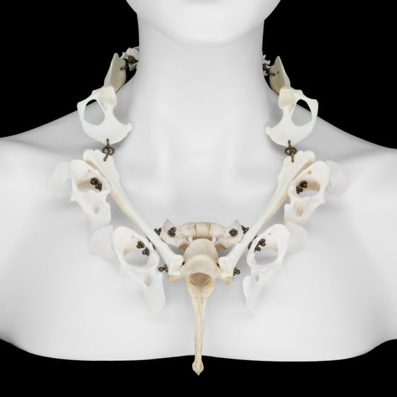 Image of "Vanni" Dog Bone Necklace
