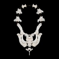 Image 4 of "Marija" Bone Necklace